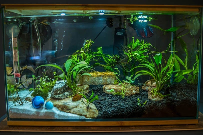 Three gallon betta fish aquarium with live aquatic plants