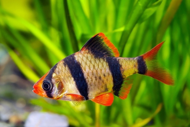 Tiger-barb_Grigoriev-Mikhail_shutterstock