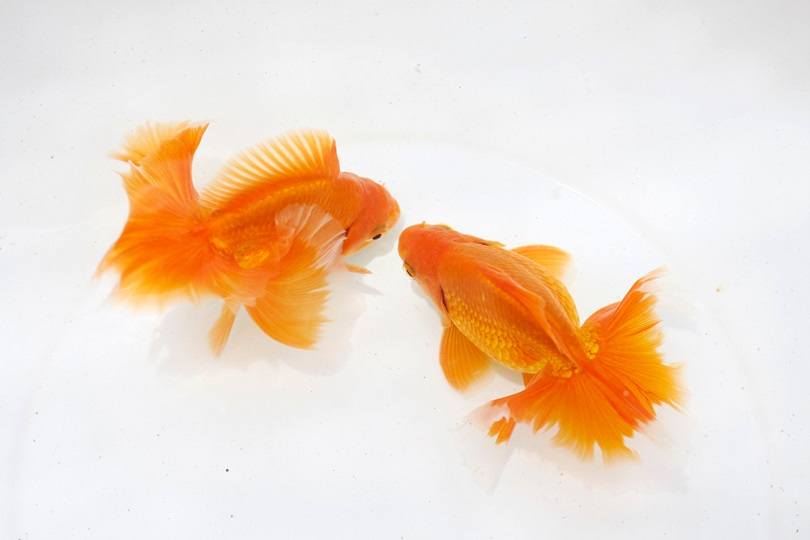 Cá vàng Tosakin_Pavaphon Supanantananont_shutterstock