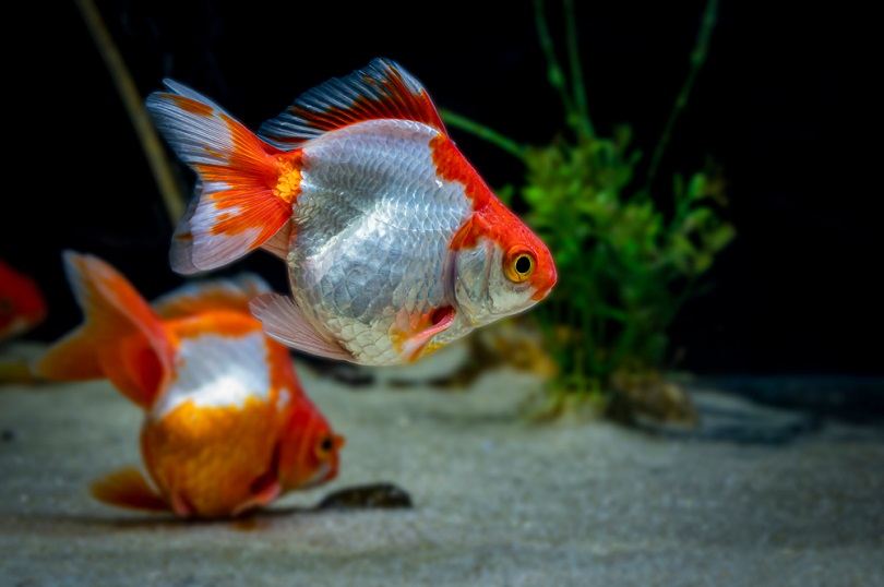 Tosakin or curly fantail goldfish_Sad Agus_shutterstock