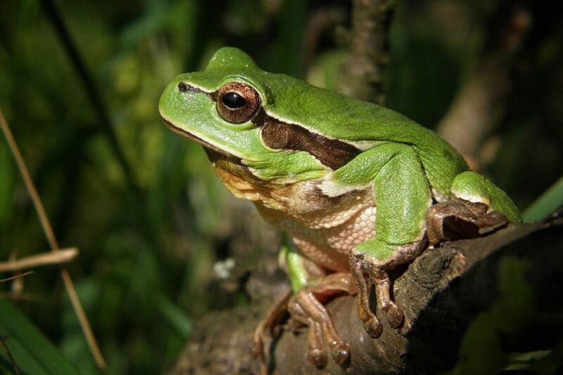 Tree Frog close up