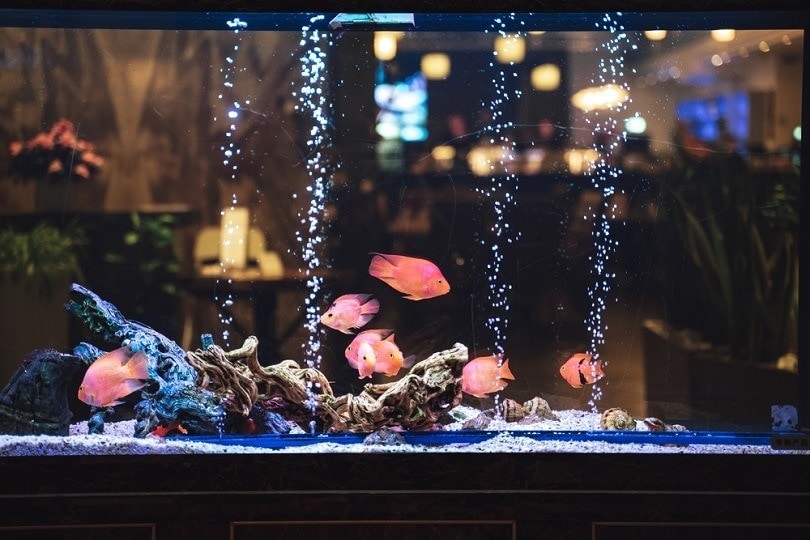 Tropical-fish-in-an-aerated-aquarium_sebastianpictures