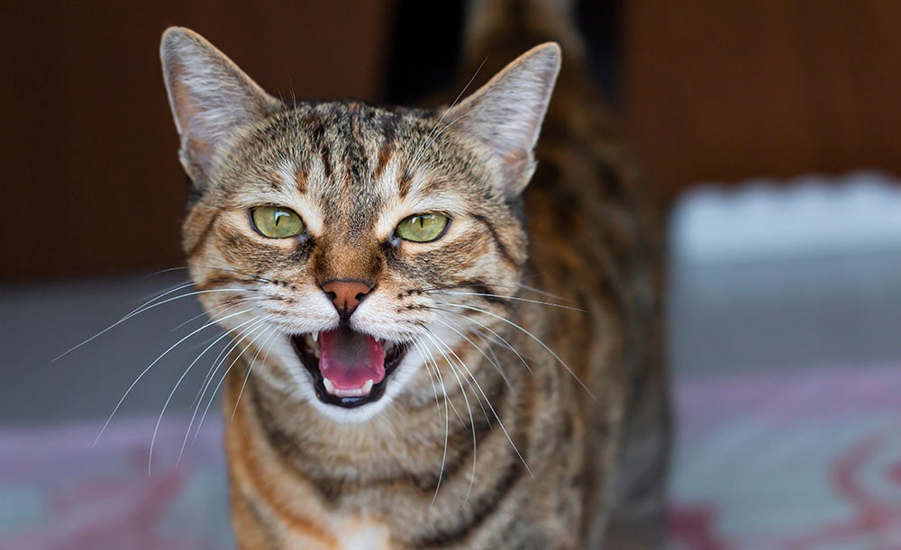 Gato atigrado de ojos verdes mirando a cámara.