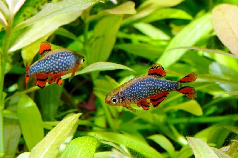 Two Celestial pearl danio