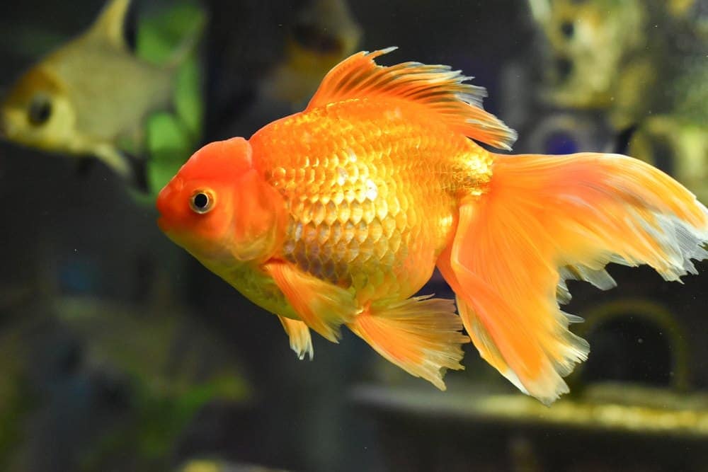 Goldfish Eggs Identification Hatching Care Guide Amazing
