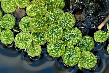 Water Spangles