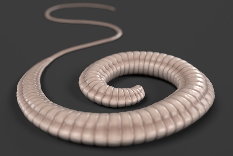 Whipworm on black background