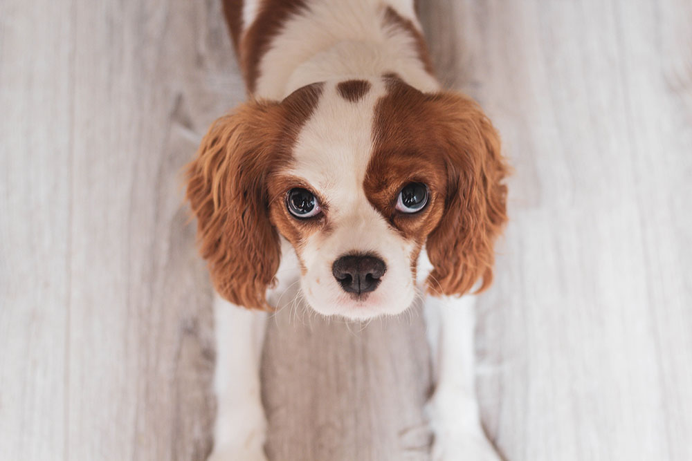 White and Red Cavalier King Charles Spaniel Puppy