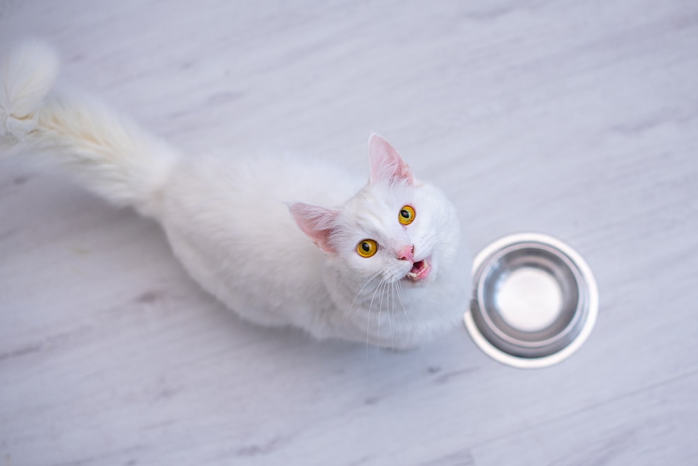 Con mèo trắng đòi ăn với một cái bát rỗng đặt trên sàn phòng khách