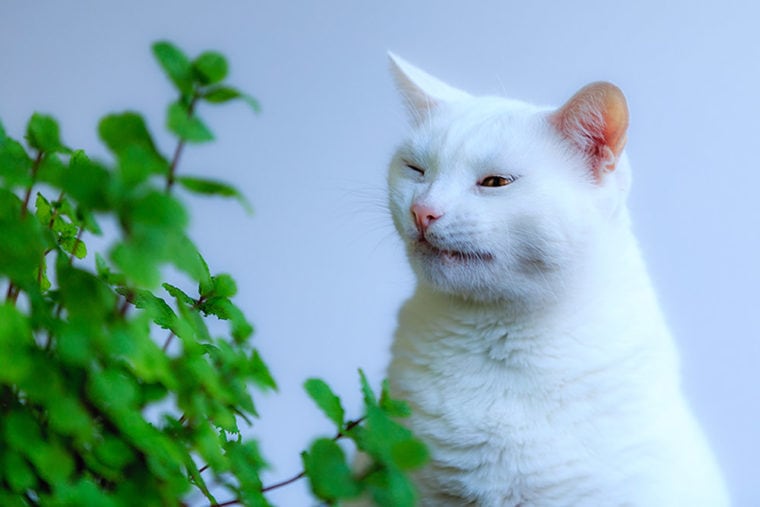 10 Great Plants to Keep Cats Away (With Pictures) Hepper