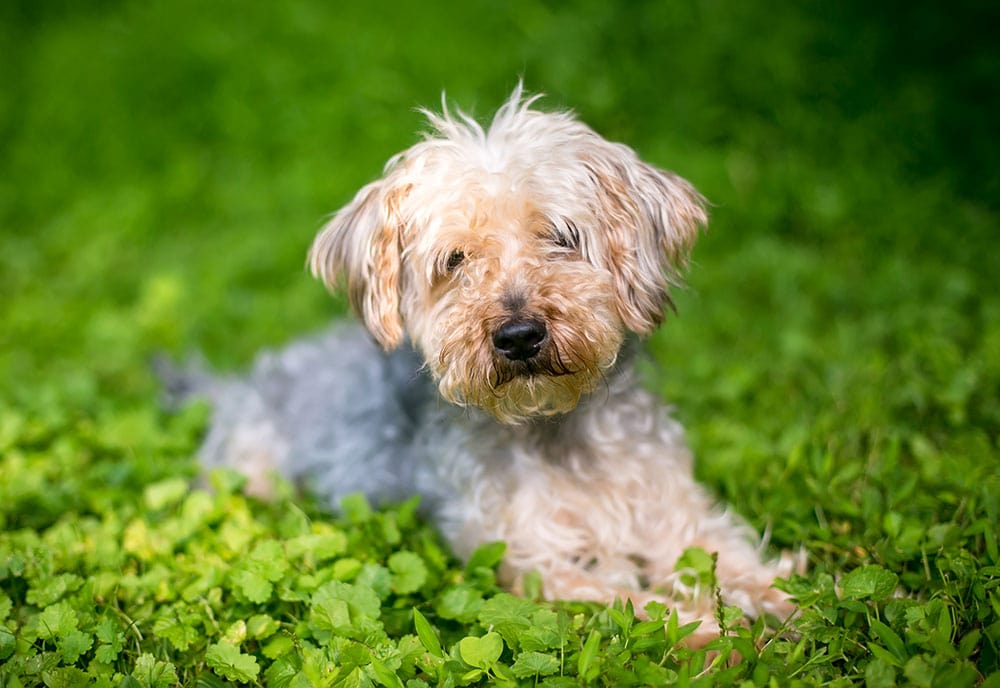 Yorkiepoo lying down in the grass