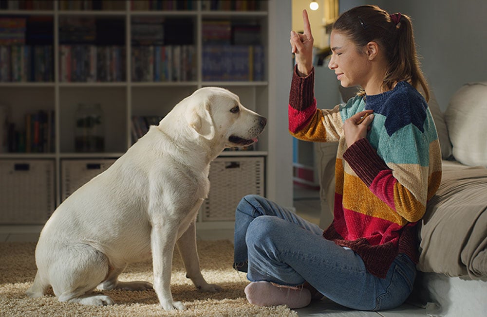 Young female owner is training and teaching commands to her lovely labrador retriever dog