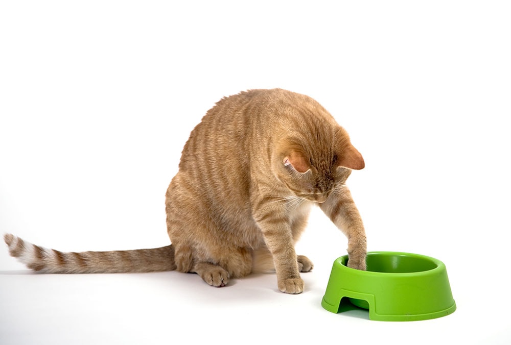 Cat knocks over clearance food bowl