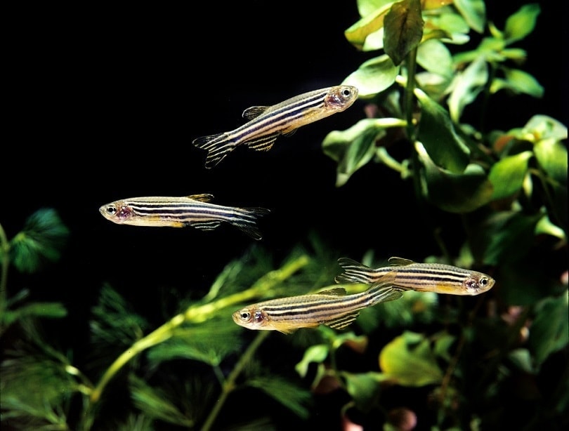 Zebra Danio Zebrafish Vet Approved Care Pictures Food
