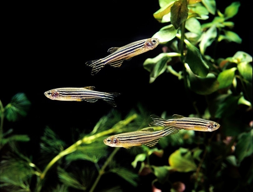 Zebra Fish