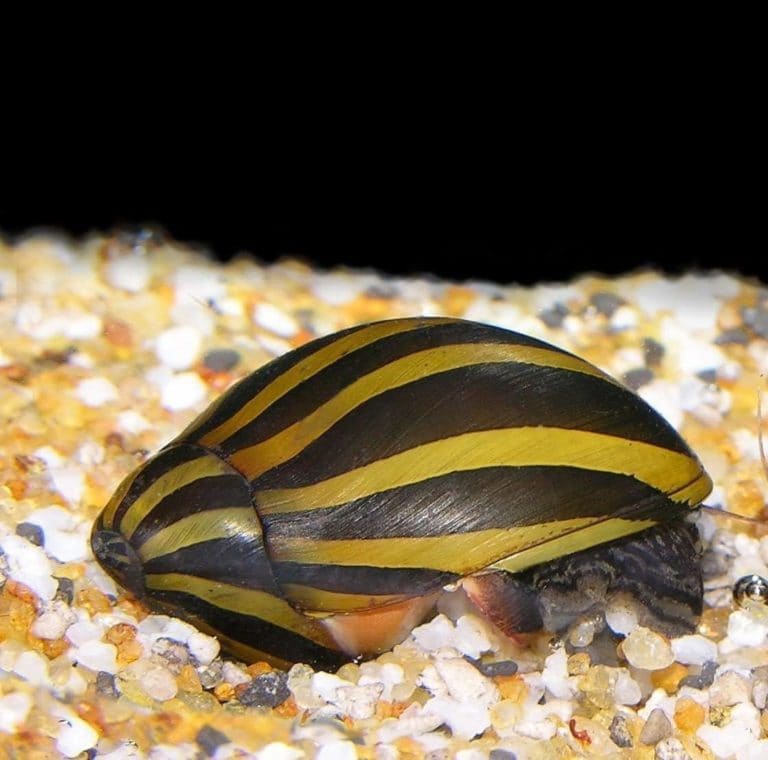 Zebra Nerite Snail Feeding, Care & Breeding Information Hepper
