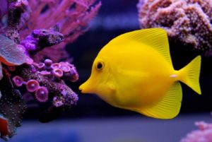 Zebrasoma flavescens Yellow Tang fish with purple coral reef
