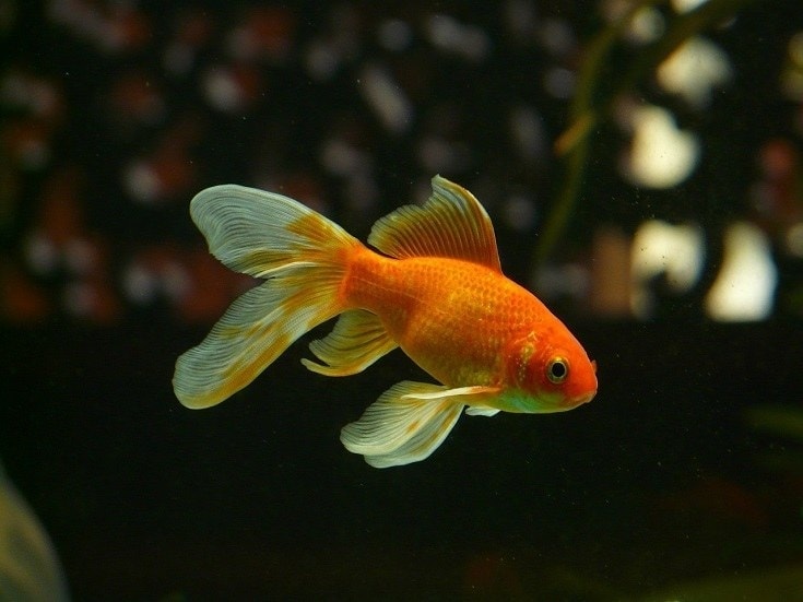 a comet goldfish