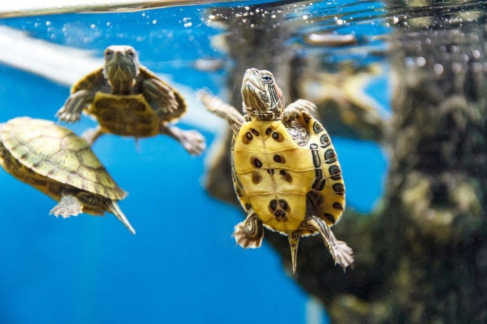 Several turtles swimming in the aquarium tank