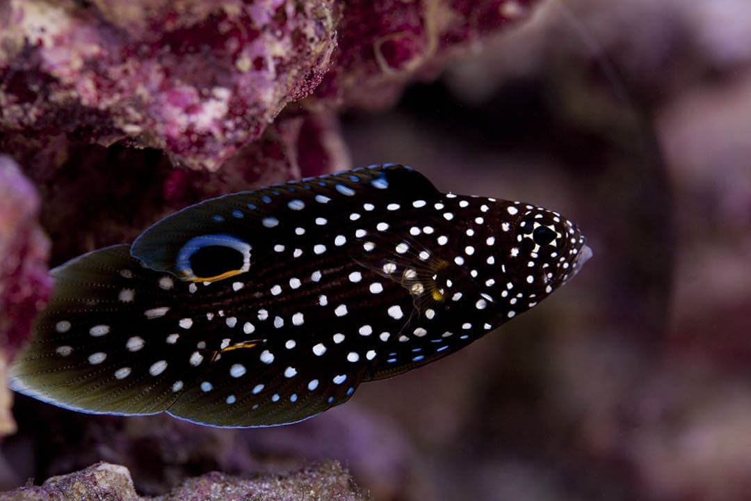 a Marine Betta fish