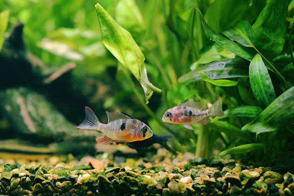 a pair of Bolivian ram cichlids in the aquarium