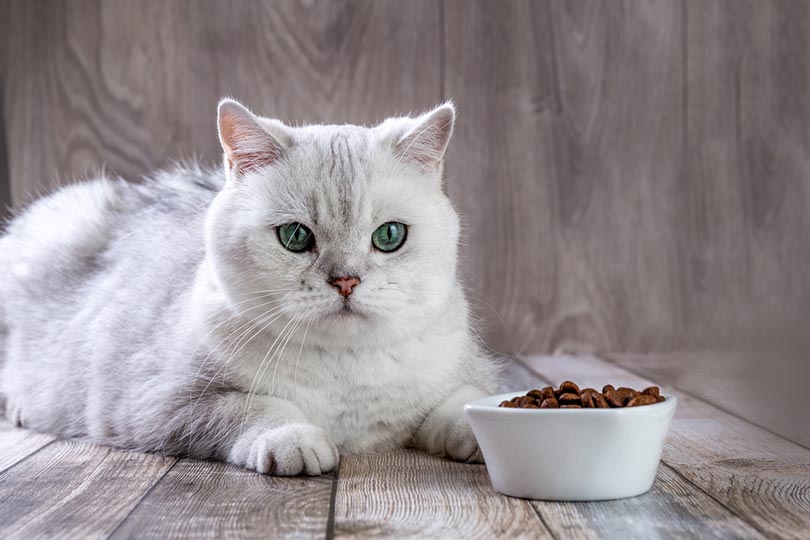 a white cat with feeding bowl full of cat food