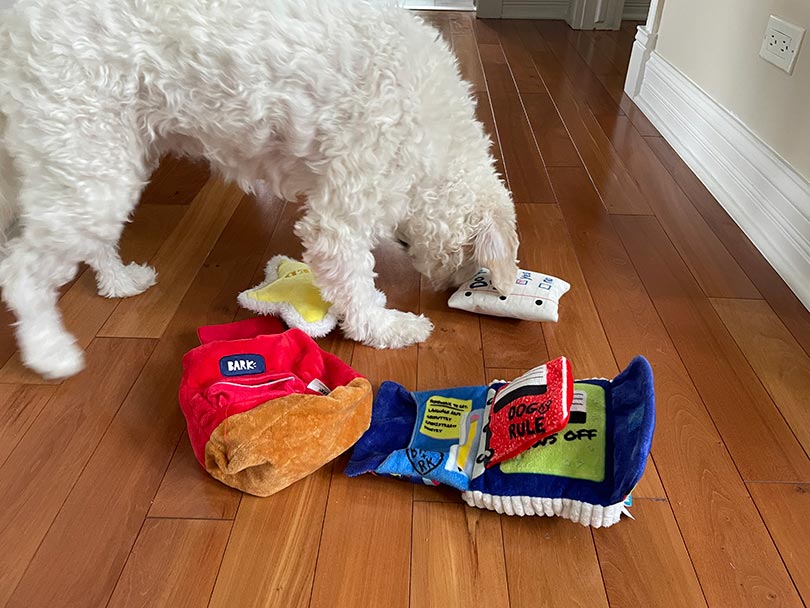 a white dog playing the barkbox toys