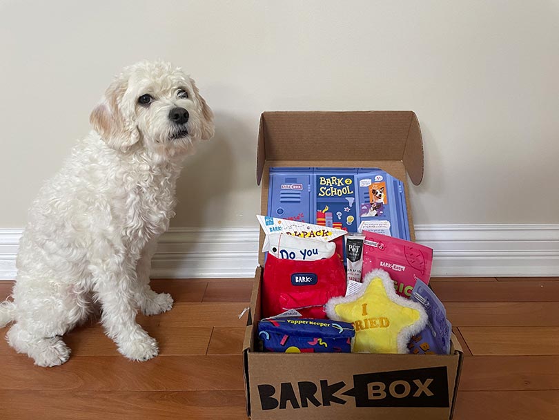 a white dog with the barkbox subscription box