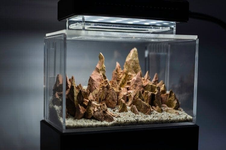 How Long Does an Aquascape Last?