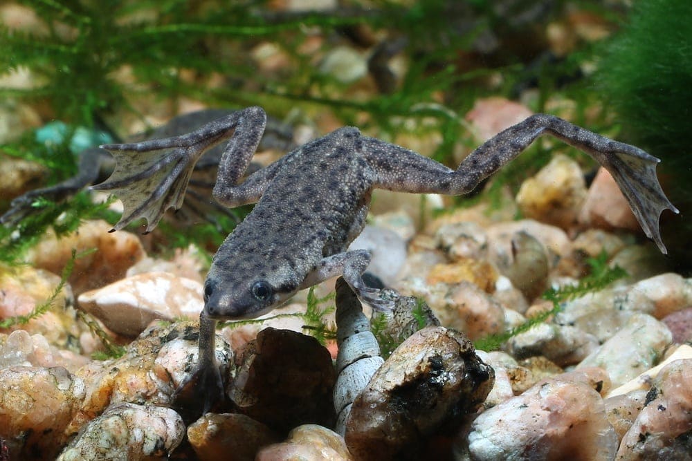 african dwarf frog diving