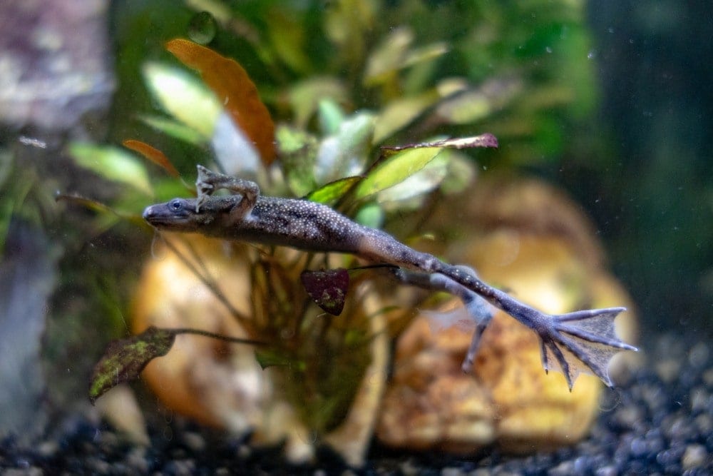 african dwarf frog swimming