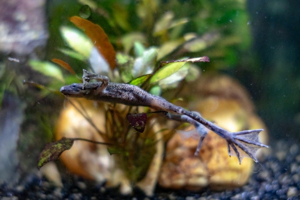 Do African Dwarf Frogs Eat Ghost Shrimp? Vet-Approved Compatibility