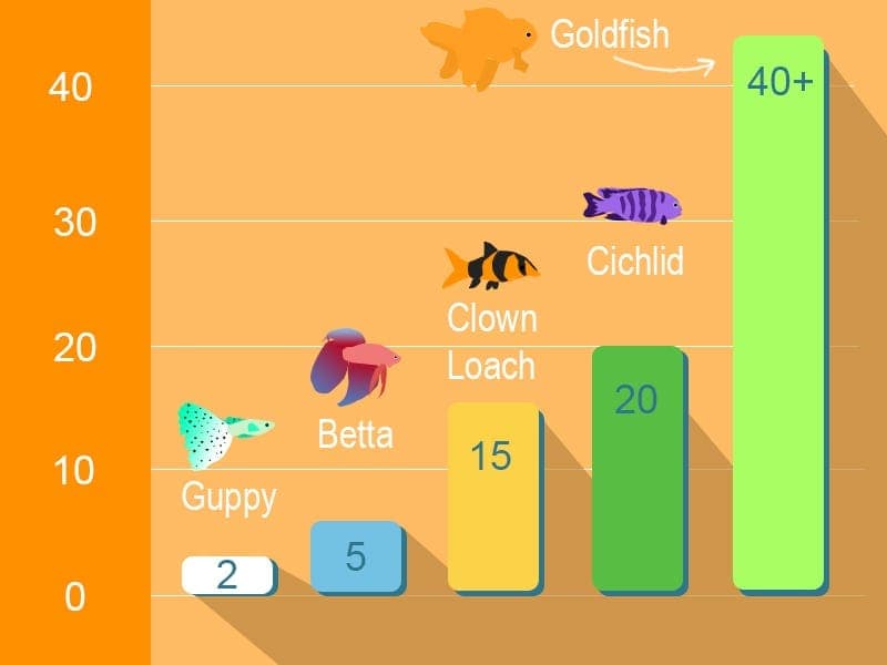 Longest living pet best sale fish