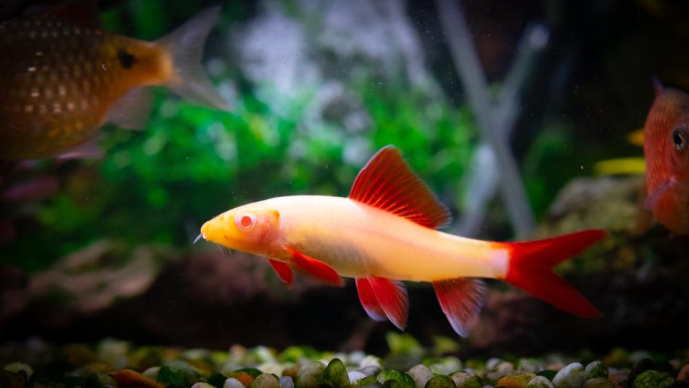 an albino rainbow shark in a tropical aquarium