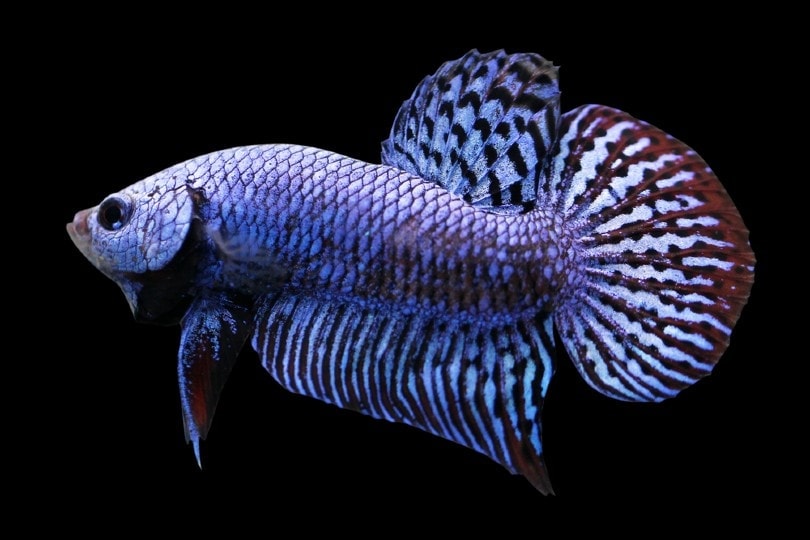 alien betta fish