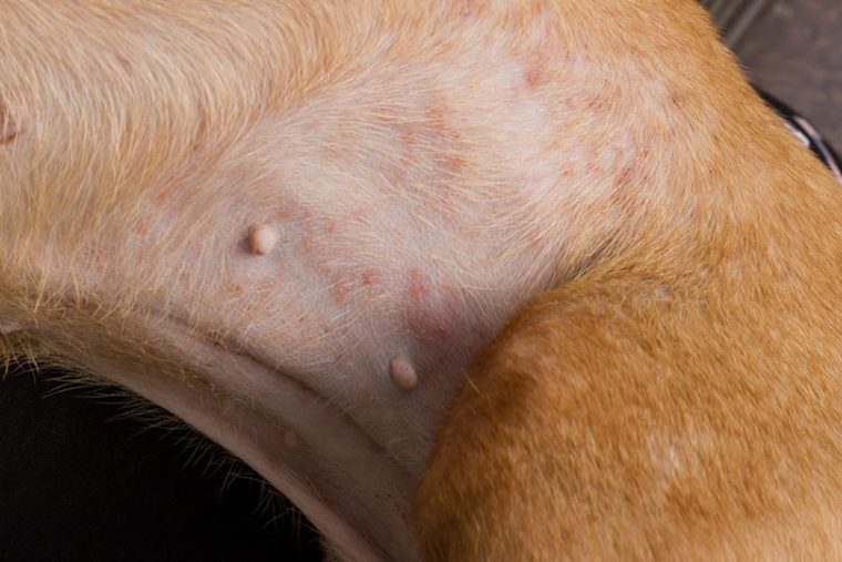 Why Is My Dog Losing Hair in Patches and Scabs? (Vet Answer) Hepper