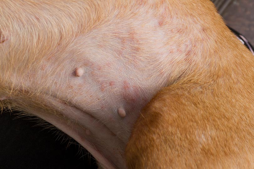 Why Is My Dog Losing Hair in Patches and Scabs? (Vet Answer) | Hepper