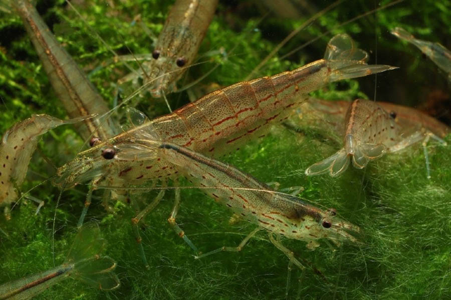 amano shrimps in water tank