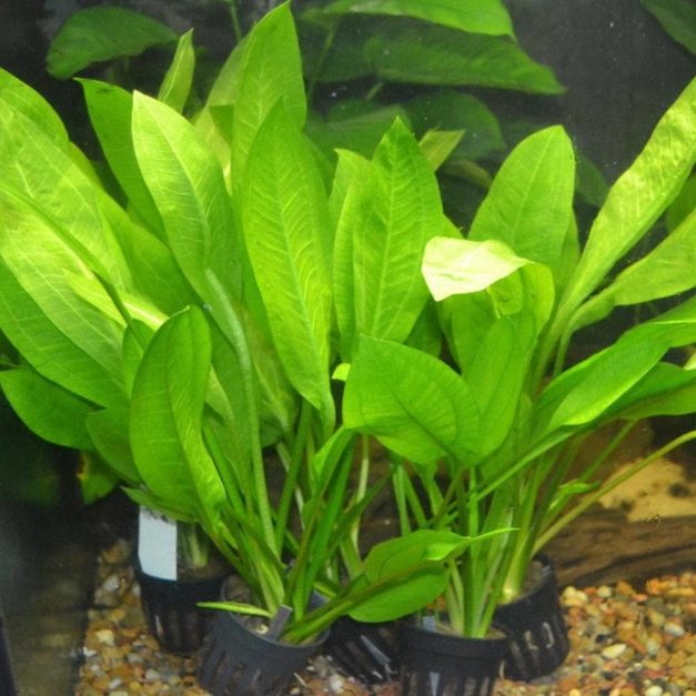 12 Easy Plants for Goldfish Tanks in 2024 Reviews & Top Picks Hepper