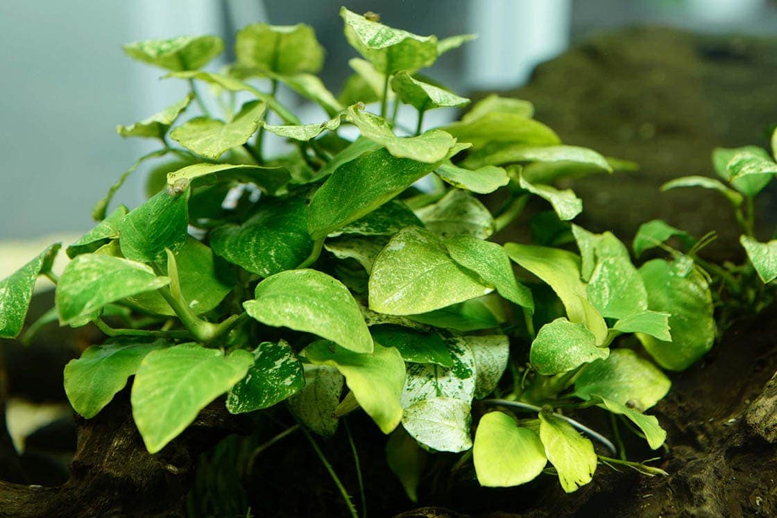 anubias plant in aquarium