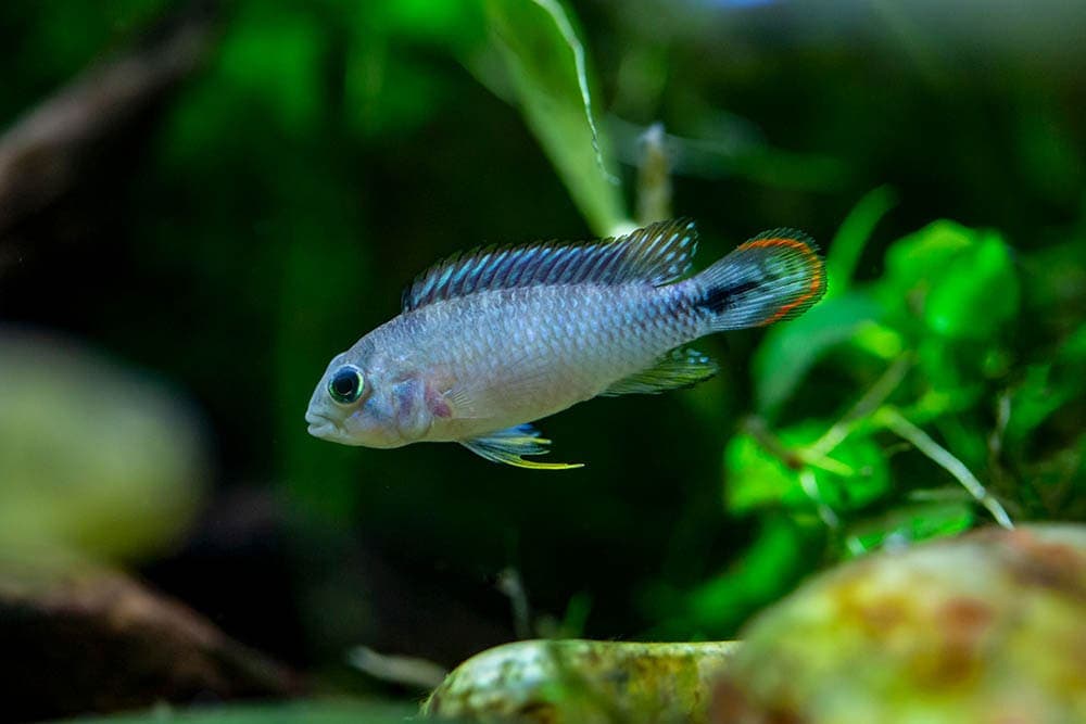 Apistogramma panduro