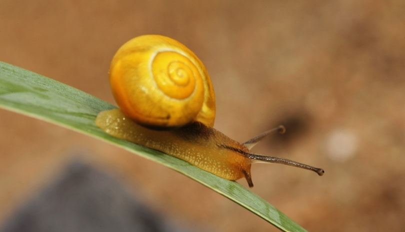 apple snail