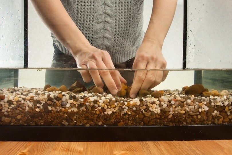 aquarist preparing substrate in aquarium