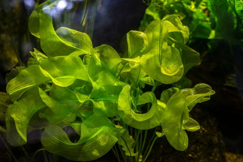 aquarium plant aponogeton