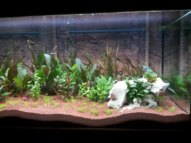 freshwater aquarium plants list