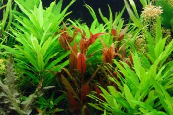 aquarium plants