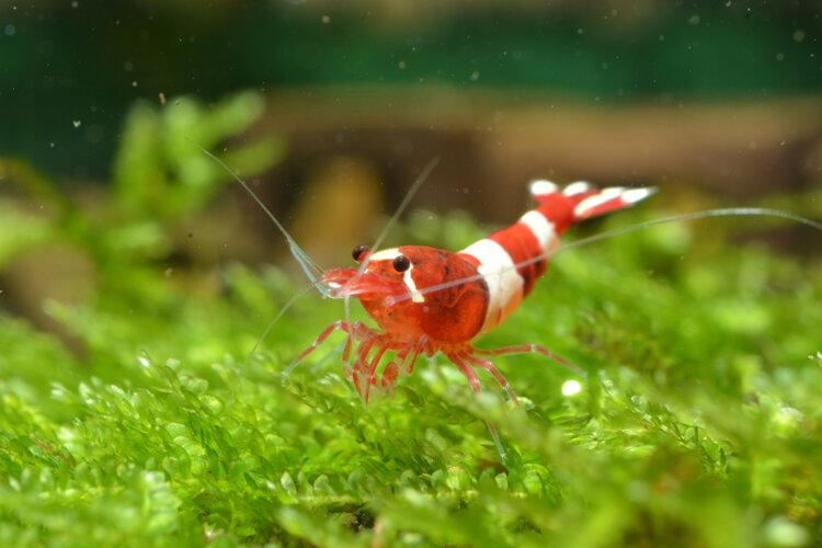 aquarium shrimp