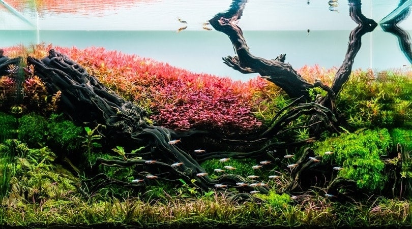aquarium tank with a variety of aquatic plants driftwood