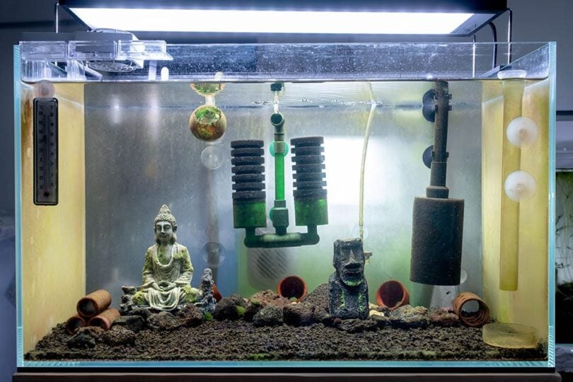 aquarium tank with sponge filter