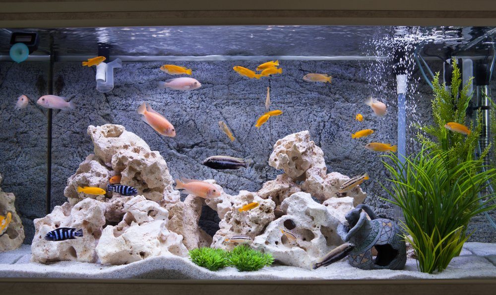 aquarium with coral, clay pot, cichlids, plants
